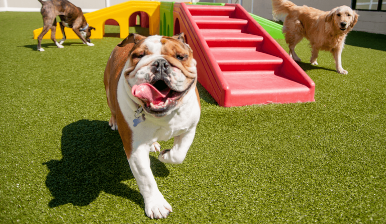 everything-you-need-to-know-before-opening-a-dog-daycare-franchise-k9-resorts